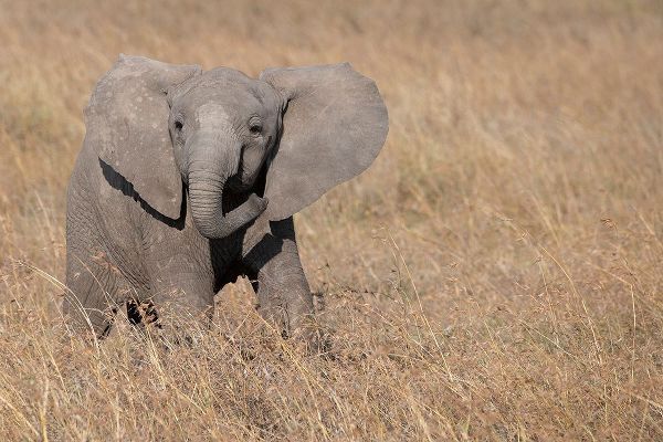 Hopkins, Cindy Miller 아티스트의 Africa-Kenya-Ol Pejeta Conservancy-Baby African elephant작품입니다.